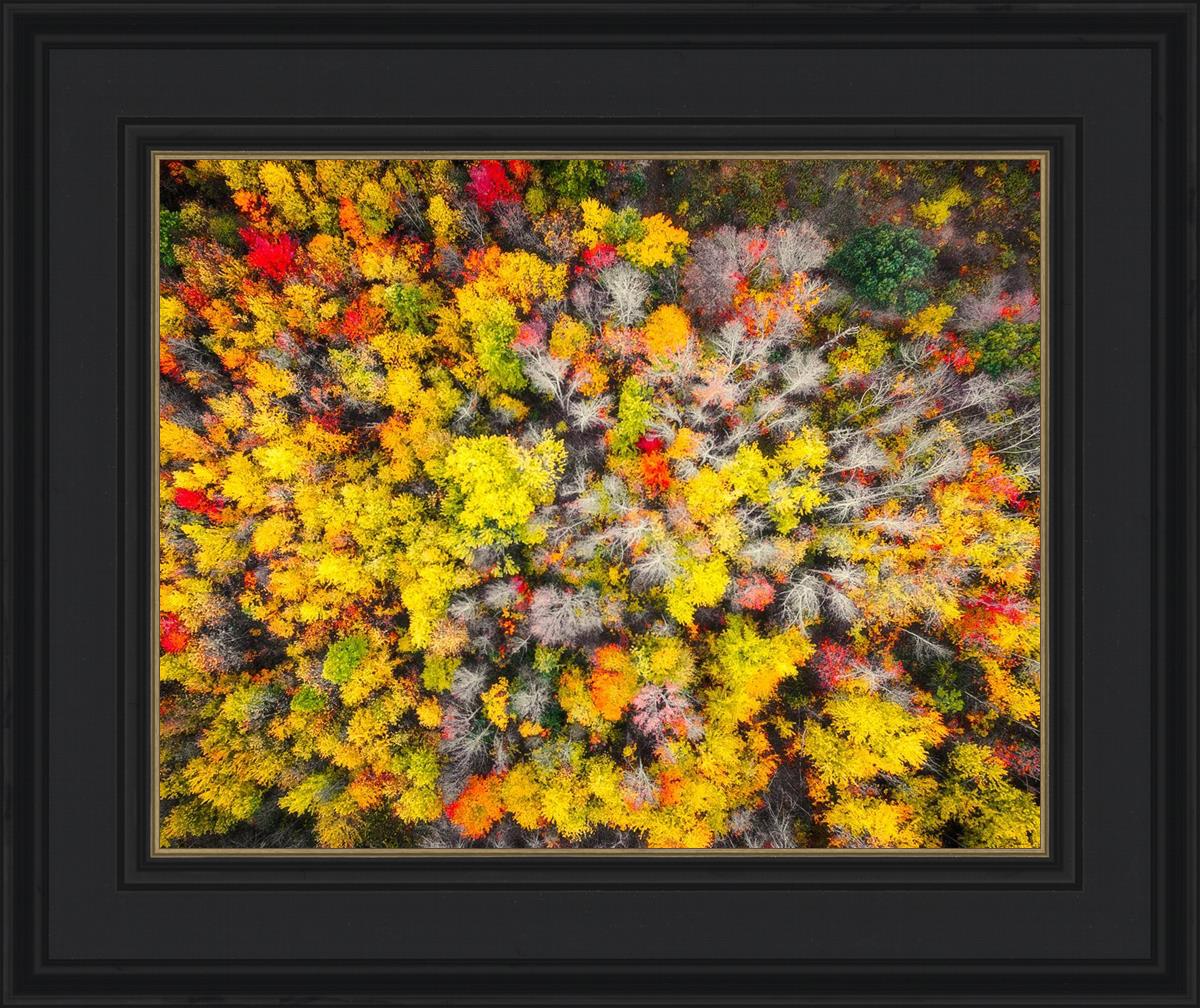 Sacred Grove Autumn From Heaven
