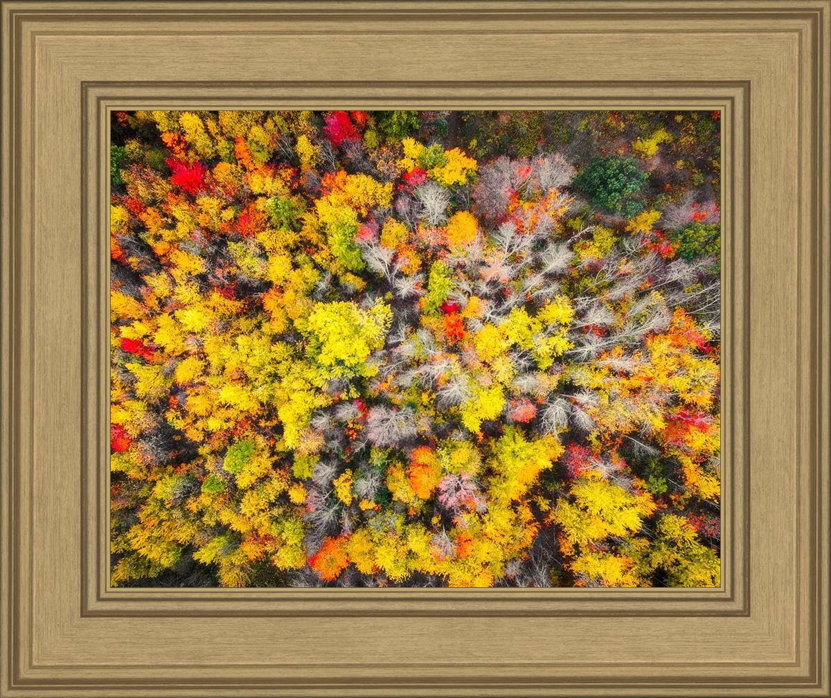 Sacred Grove Autumn From Heaven