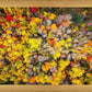 Sacred Grove Autumn From Heaven