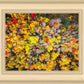 Sacred Grove Autumn From Heaven