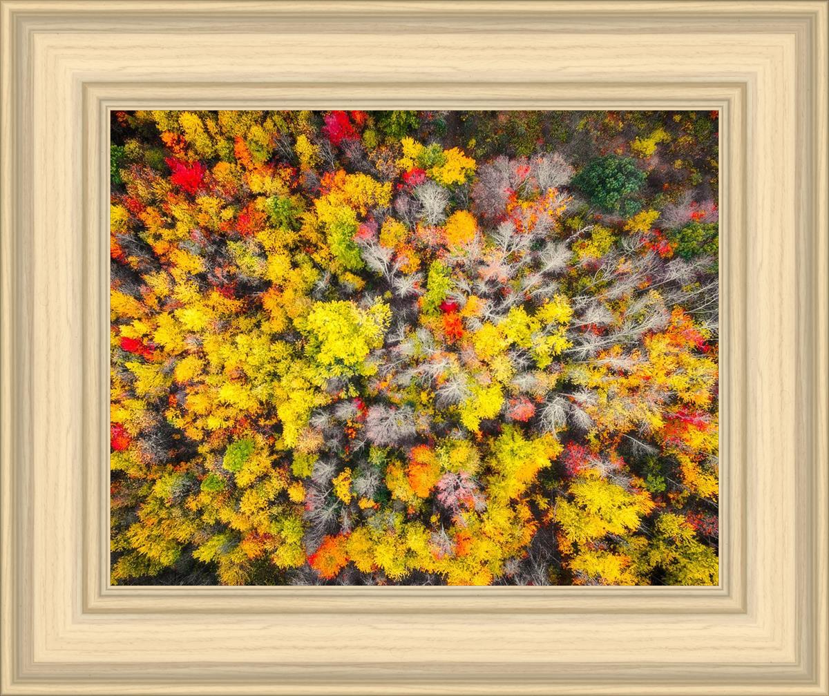 Sacred Grove Autumn From Heaven