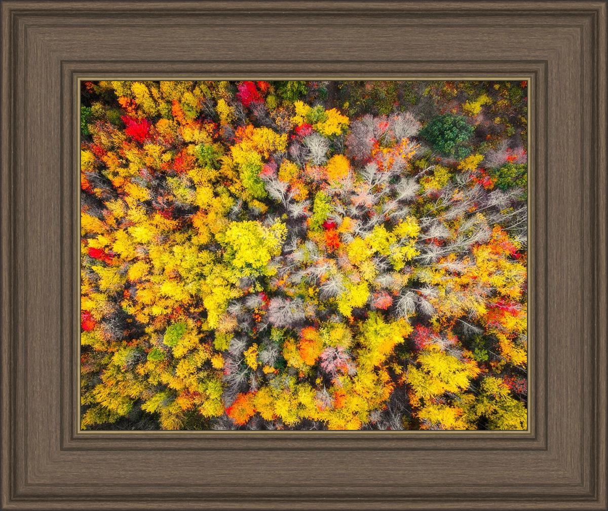 Sacred Grove Autumn From Heaven