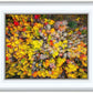 Sacred Grove Autumn From Heaven