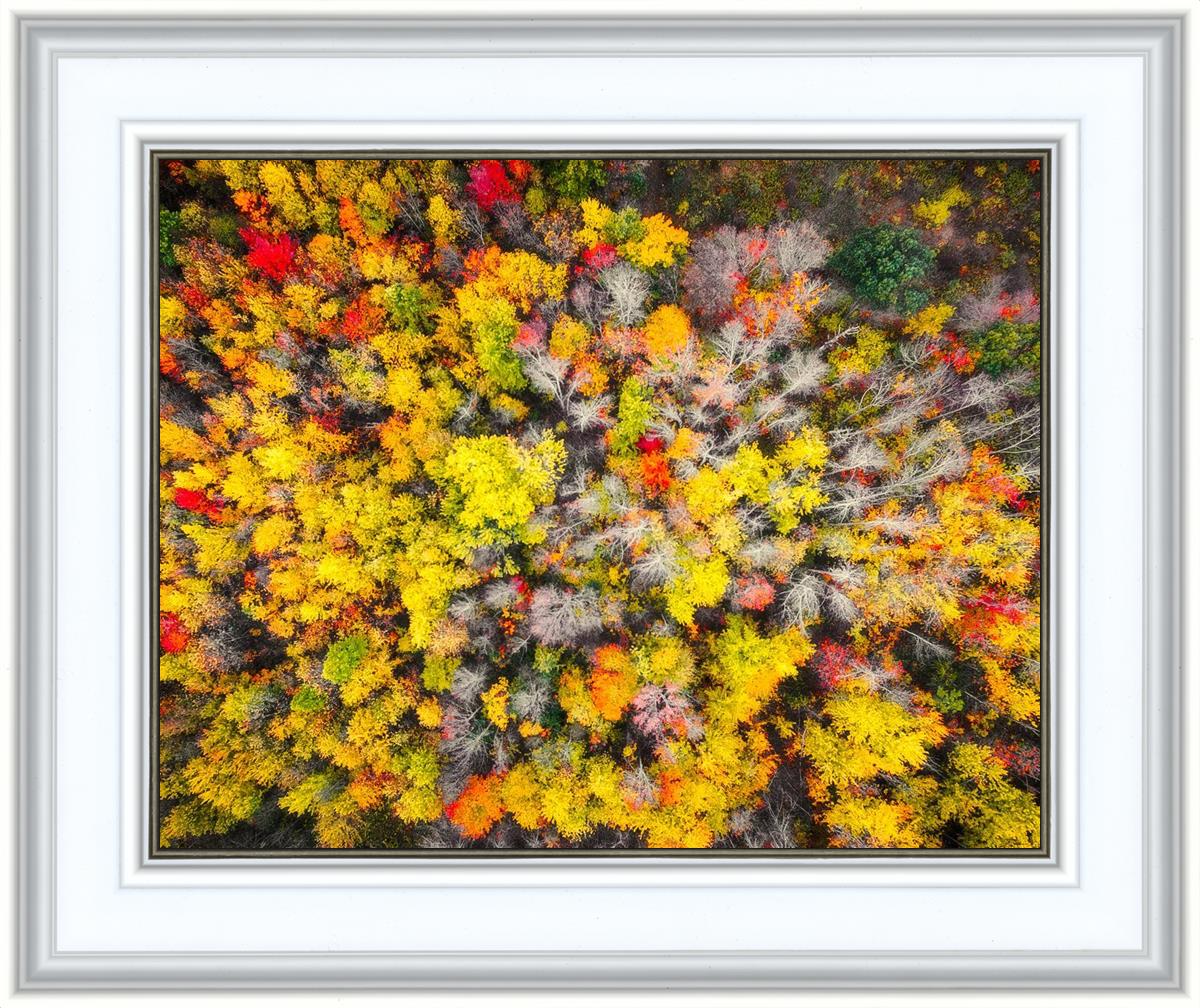 Sacred Grove Autumn From Heaven