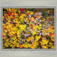 Sacred Grove Autumn From Heaven