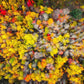 Sacred Grove Autumn From Heaven