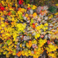 Sacred Grove Autumn From Heaven