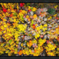 Sacred Grove Autumn From Heaven