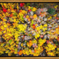 Sacred Grove Autumn From Heaven