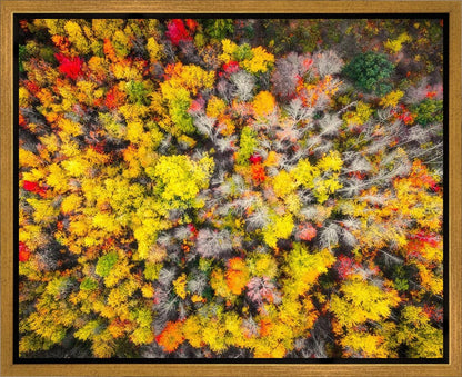 Sacred Grove Autumn From Heaven