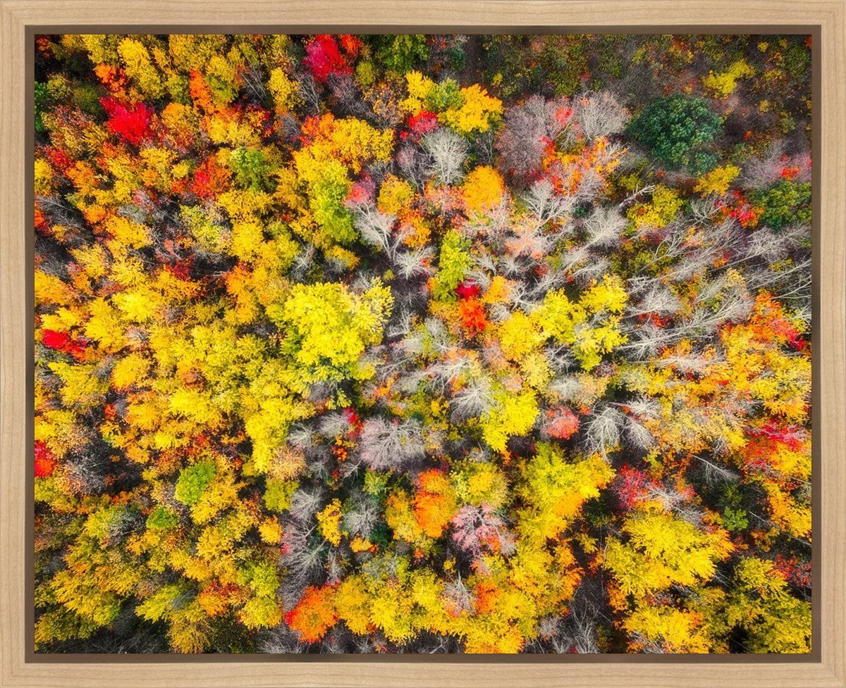 Sacred Grove Autumn From Heaven Gallery Wrap