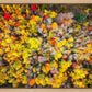 Sacred Grove Autumn From Heaven