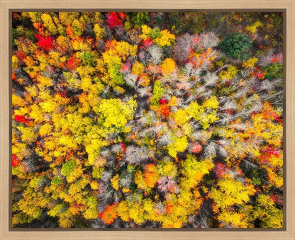 Sacred Grove Autumn From Heaven