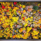 Sacred Grove Autumn From Heaven