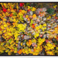 Sacred Grove Autumn From Heaven