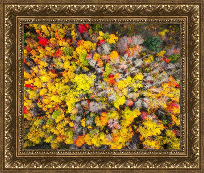 Sacred Grove Autumn From Heaven