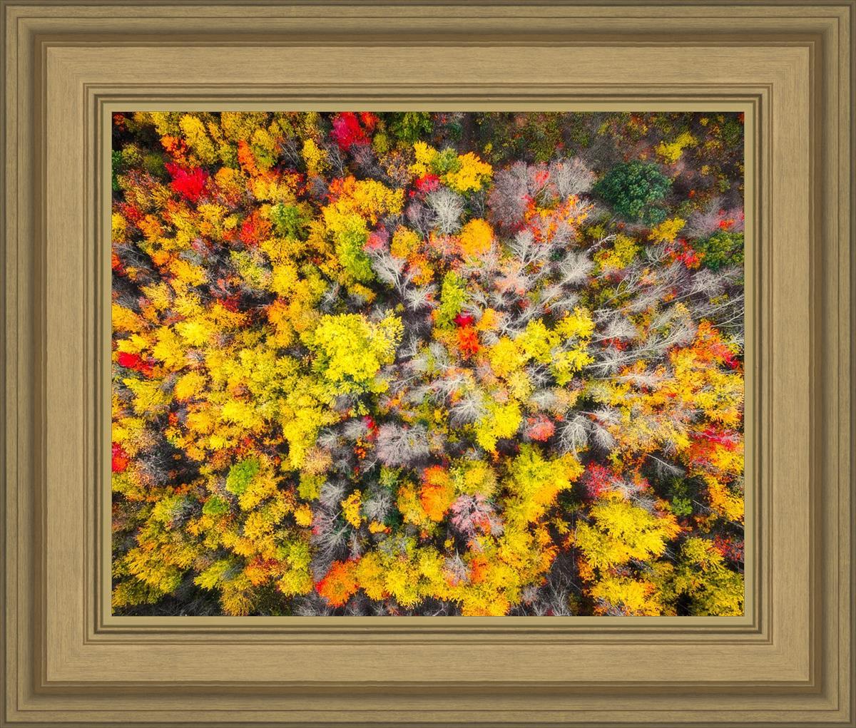 Sacred Grove Autumn From Heaven