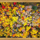 Sacred Grove Autumn From Heaven