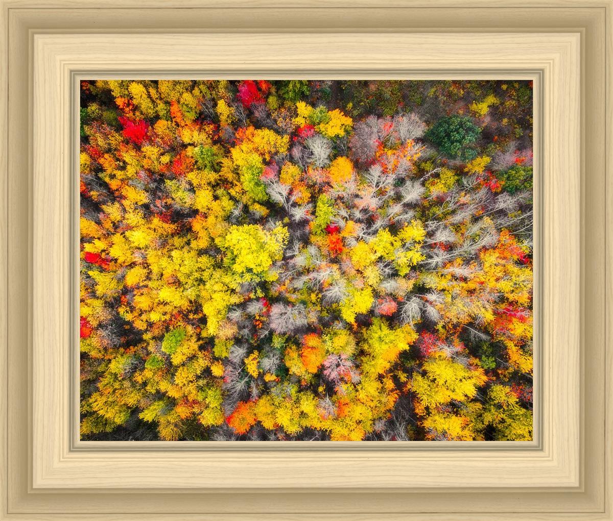 Sacred Grove Autumn From Heaven