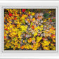 Sacred Grove Autumn From Heaven