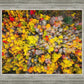 Sacred Grove Autumn From Heaven