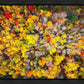 Sacred Grove Autumn From Heaven