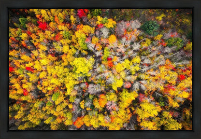 Sacred Grove Autumn From Heaven