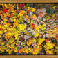 Sacred Grove Autumn From Heaven