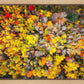 Sacred Grove Autumn From Heaven