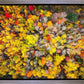 Sacred Grove Autumn From Heaven