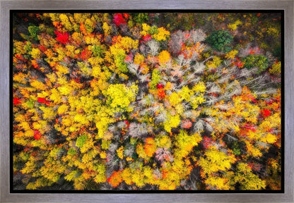 Sacred Grove Autumn From Heaven