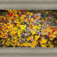 Sacred Grove Autumn From Heaven
