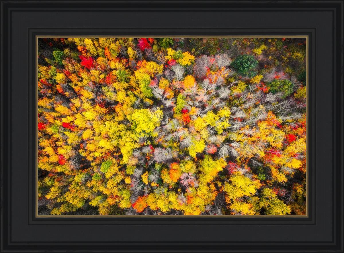 Sacred Grove Autumn From Heaven