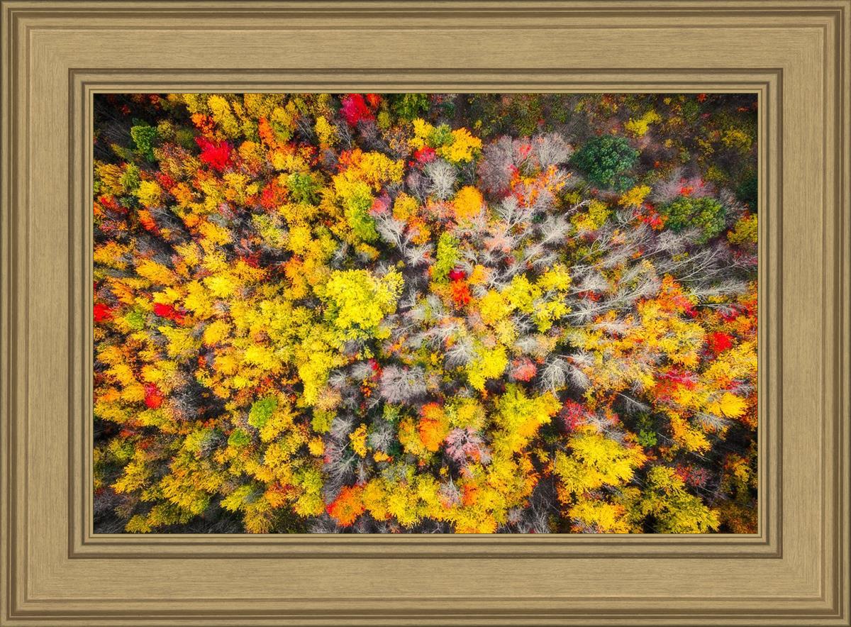 Sacred Grove Autumn From Heaven