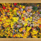 Sacred Grove Autumn From Heaven