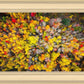 Sacred Grove Autumn From Heaven
