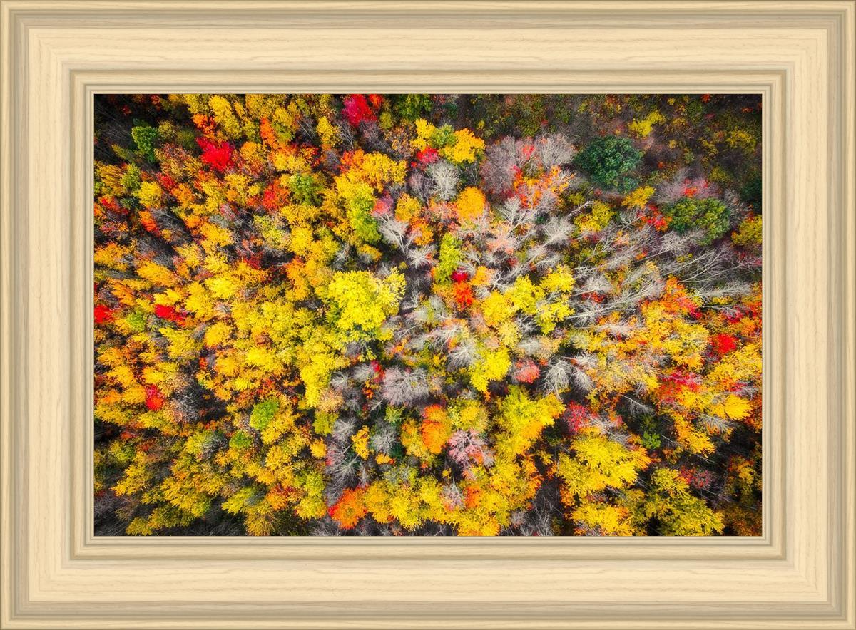 Sacred Grove Autumn From Heaven