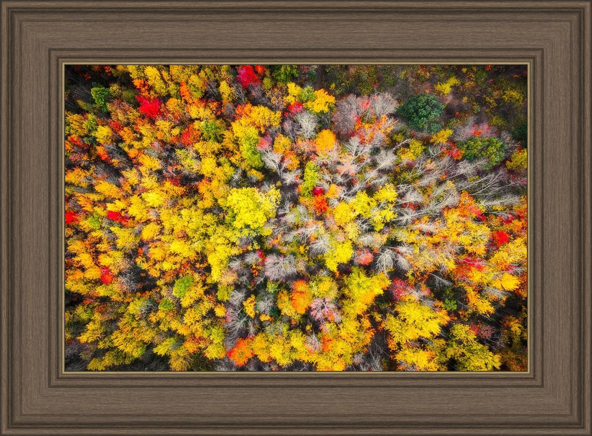 Sacred Grove Autumn From Heaven