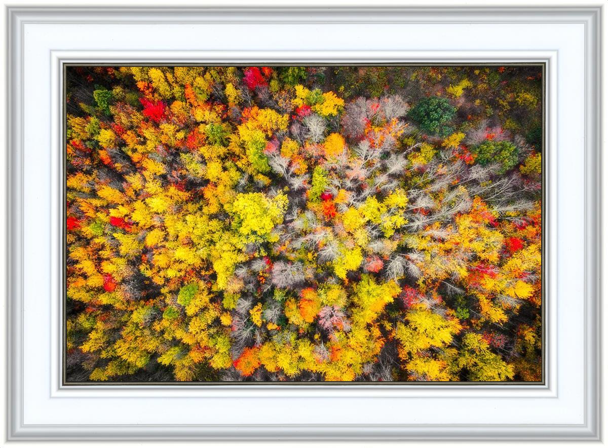 Sacred Grove Autumn From Heaven