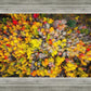Sacred Grove Autumn From Heaven