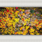 Sacred Grove Autumn From Heaven