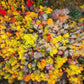 Sacred Grove Autumn From Heaven