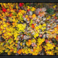 Sacred Grove Autumn From Heaven