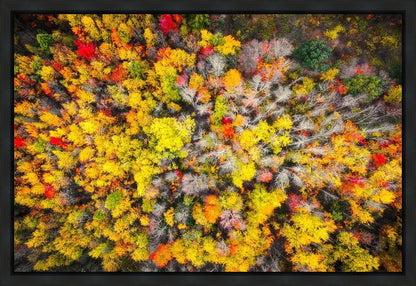 Sacred Grove Autumn From Heaven