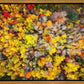 Sacred Grove Autumn From Heaven