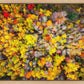 Sacred Grove Autumn From Heaven