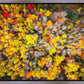 Sacred Grove Autumn From Heaven