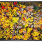 Sacred Grove Autumn From Heaven