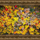 Sacred Grove Autumn From Heaven