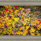 Sacred Grove Autumn From Heaven